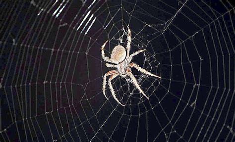 西向 家里有蜘蛛网代表什么
